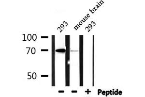 NXF1 antibody  (N-Term)