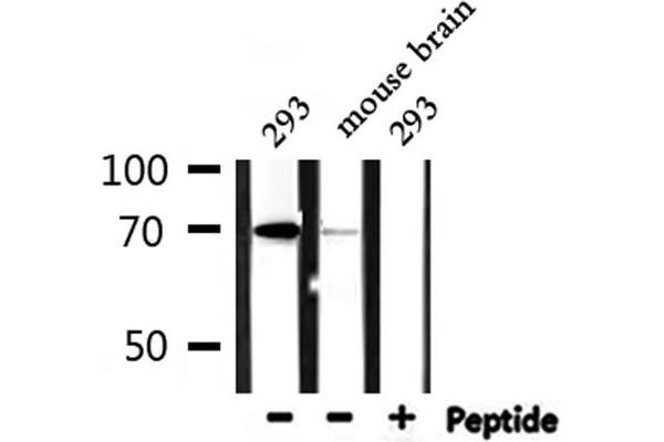 NXF1 antibody  (N-Term)