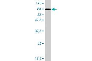 Western Blot detection against Immunogen (93.