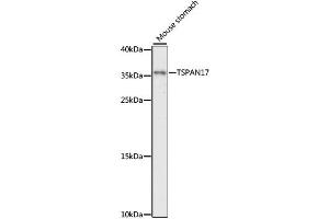 Western blot analysis of extracts of mouse stomach, using TSPAN17 antibody (ABIN6292533) at 1:1000 dilution. (Tetraspanin 17 antibody)