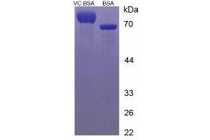 Image no. 2 for Ascorbic Acid (Vitamin C) protein (BSA) (ABIN1880281)
