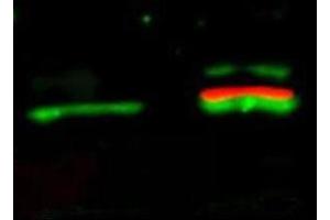 Western Blot of Mouse Anti-Akt pS473 antibody. (AKT1 antibody  (pSer473))