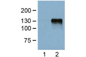 1:1000 (1 ug/ml) antibody dilution probed against HEK 293 cells transfected with DYKDDDDK-tagged protein vector; unstranfected (1) and transfected (2). (DYKDDDDK Tag antibody)