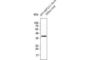 Western Blotting (WB) image for anti-SARS-CoV-2 Helicase (NSP13) (HEL) (C-Term) antibody (ABIN7273005) (SARS-CoV-2 NSP13 antibody  (C-Term))