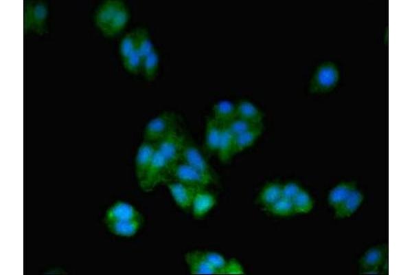 BTF3 antibody  (AA 48-206)