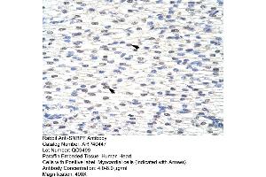 Rabbit Anti-SNRPFAntibody  Paraffin Embedded Tissue: Human Heart Cellular Data: Myocardial cells Antibody Concentration: 4. (SNRPF antibody  (N-Term))