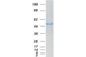 Validation with Western Blot (PPM1F Protein (Myc-DYKDDDDK Tag))