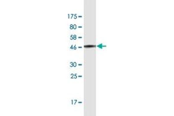 DYDC1 antibody  (AA 1-177)