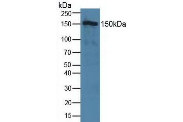 TJP2 antibody  (AA 307-669)