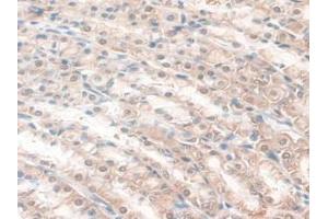 IHC-P analysis of Rat Stomach Tissue, with DAB staining. (GAMT antibody  (AA 2-236))