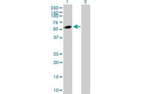 DEPDC7 antibody  (AA 1-511)