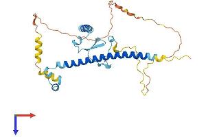 CDCA8 Protein (AA 1-289) (His tag)