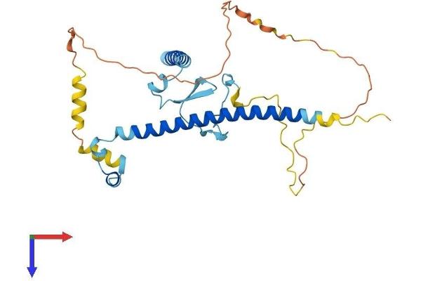 CDCA8 Protein (AA 1-289) (His tag)