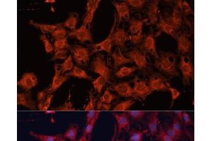 Immunofluorescence analysis of C6 cells using DNAJA2 Polyclonal Antibody at dilution of 1:100. (DNAJA2 antibody)