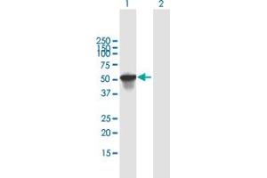 Western Blot analysis of SCIN expression in transfected 293T cell line by SCIN MaxPab polyclonal antibody. (Scinderin antibody  (AA 1-468))