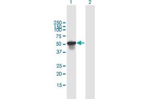 Western Blot analysis of SCIN expression in transfected 293T cell line by SCIN MaxPab polyclonal antibody.