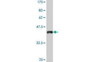 Western Blot detection against Immunogen (38. (MYOD1 antibody  (AA 211-320))