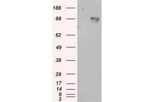 Image no. 5 for anti-Amyloid beta (A4) Precursor Protein (APP) antibody (ABIN1496876) (APP antibody)