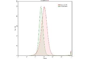 Detection of STAM1 in Raji human Burkitt's lymphoma cell line using Polyclonal Antibody to Signal Transducing Adaptor Molecule 1 (STAM1)