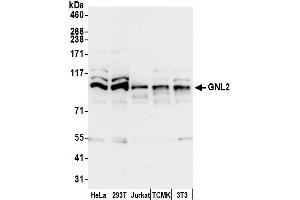 anti-Guanine Nucleotide Binding Protein Like Protein 2 (GNL2) (AA 683-723) antibody
