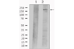 Western blot analysis of extracts from mouse brain, using Nestin  Antibody. (Nestin antibody  (C-Term))