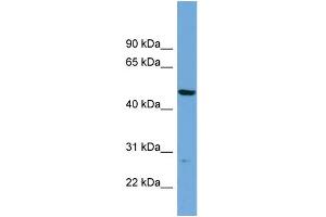 WB Suggested Anti-PNMAL1 Antibody Titration: 0. (PNMA-Like 1 antibody  (Middle Region))
