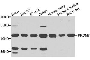 Western blot analysis of extracts of various cell lines, using PRDM7 antibody. (PRDM7 antibody  (AA 210-310))