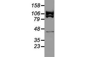 Western blot analysis of 35 µg of cell extracts from human (HeLa) cells using anti-USP38 antibody.