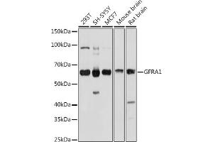 Western blot analysis of extracts of various cell lines, using GFR antibody (ABIN6127950, ABIN6141065, ABIN6141066 and ABIN6221017) at 1:1000 dilution. (GFRA1 antibody  (AA 25-280))