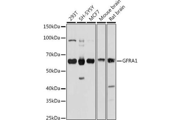 GFRA1 Antikörper  (AA 25-280)