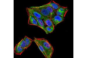 Immunofluorescence analysis of HeLa cells using SIRT4 mouse mAb (green). (SIRT4 antibody  (AA 215-314))