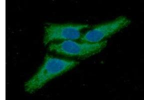 ICC/IF analysis of Peroxiredoxin3 in HeLa cells line, stained with DAPI (Blue) for nucleus staining and monoclonal anti-human Peroxiredoxin3 antibody (1:100) with goat anti-mouse IgG-Alexa fluor 488 conjugate (Green). (Peroxiredoxin 3 antibody  (AA 63-256))