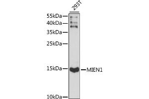 Western blot analysis of extracts of 293T cells, using MIEN1 antibody (ABIN7266377) at 1:1000 dilution. (C17orf37 antibody  (AA 1-115))