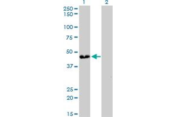 ATP6V0D1 antibody  (AA 238-309)