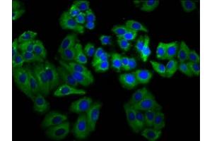 Immunofluorescence staining of HepG2 cells with ABIN7160335 at 1:66, counter-stained with DAPI. (MEGF8 antibody  (AA 495-663))