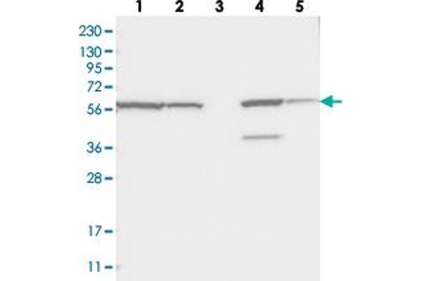 ZNF354C antibody