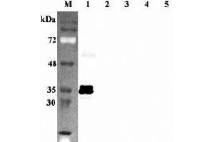 Western blot analysis using anti-Sirtuin 5 (human), pAb  at 1:2'000 dilution.