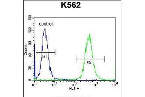 Flow cytometric analysis of K562 cells (right histogram) compared to a negative control cell (left histogram). (OXA1L antibody  (C-Term))