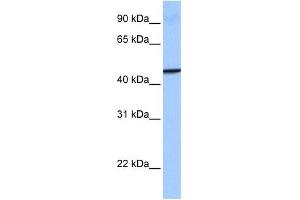 GBP4 antibody used at 1 ug/ml to detect target protein. (GBP4 antibody  (Middle Region))