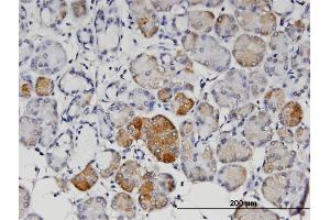 Immunoperoxidase of monoclonal antibody to ANGPT4 on formalin-fixed paraffin-embedded human salivary gland.