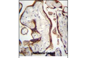 CSHL1 Antibody (C-term)  immunohistochemistry analysis in formalin fixed and paraffin embedded human placenta tissue followed by peroxidase conjugation of the secondary antibody and DAB staining.