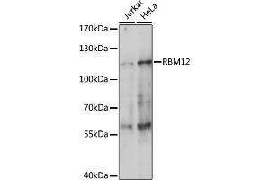 Western blot analysis of extracts of various cell lines, using RBM12 antibody (ABIN7270079) at 1:1000 dilution. (RBM12 antibody  (C-Term))