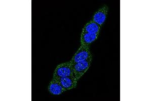 Confocal immunofluorescent analysis of HS Antibody (Center) (ABIN651232 and ABIN2840144) with Hela cell followed by Alexa Fluor 488-conjugated goat anti-rabbit lgG (green).
