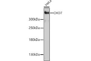 Western blot analysis of extracts of HeLa cells, using CHD7 antibody (ABIN7266364) at 1:1000 dilution. (CHD7 antibody  (AA 1-300))