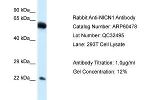 Western Blotting (WB) image for anti-Nicolin 1 (NICN1) (Middle Region) antibody (ABIN2788462) (NICN1 antibody  (Middle Region))