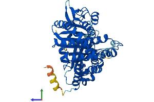 Protein Structure (PS) image for Tubulin, beta 2C (TUBB2C) (AA 1-445) protein (His tag) (ABIN7556659)