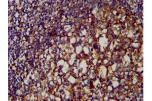 IHC image of ABIN7147944 diluted at 1:200 and staining in paraffin-embedded human tonsil tissue performed on a Leica BondTM system. (Clusterin antibody  (AA 23-224))