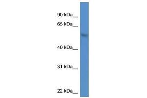 Western Blot showing MKNK1 antibody used at a concentration of 1.