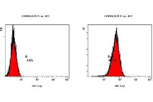 Image no. 3 for anti-Teratocarcinoma-Derived Growth Factor 1 (TDGF1) (N-Term) antibody (ABIN363493) (TDGF1 antibody  (N-Term))