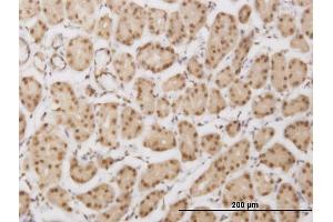 Immunoperoxidase of monoclonal antibody to PLEKHG5 on formalin-fixed paraffin-embedded human stomach. (PLEKHG5 antibody  (AA 896-995))